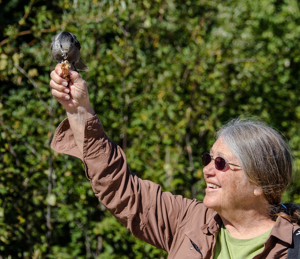 Canada Jay - ML645095098