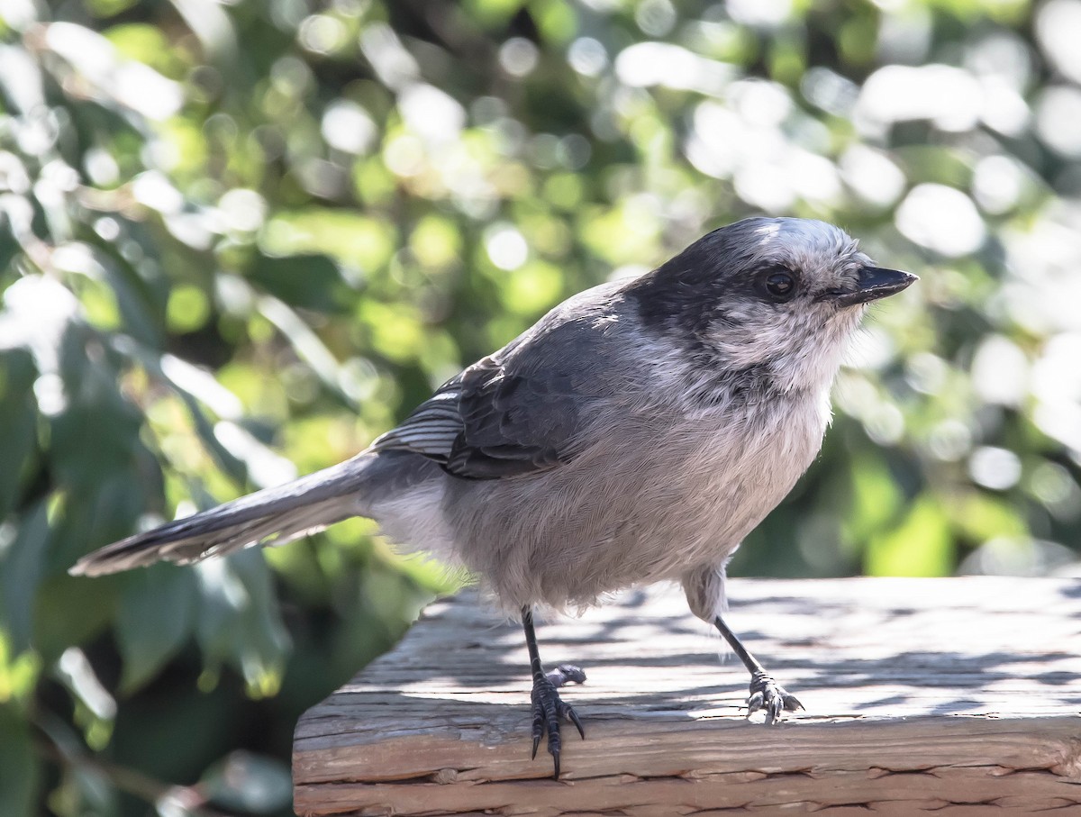 Canada Jay - ML645095099