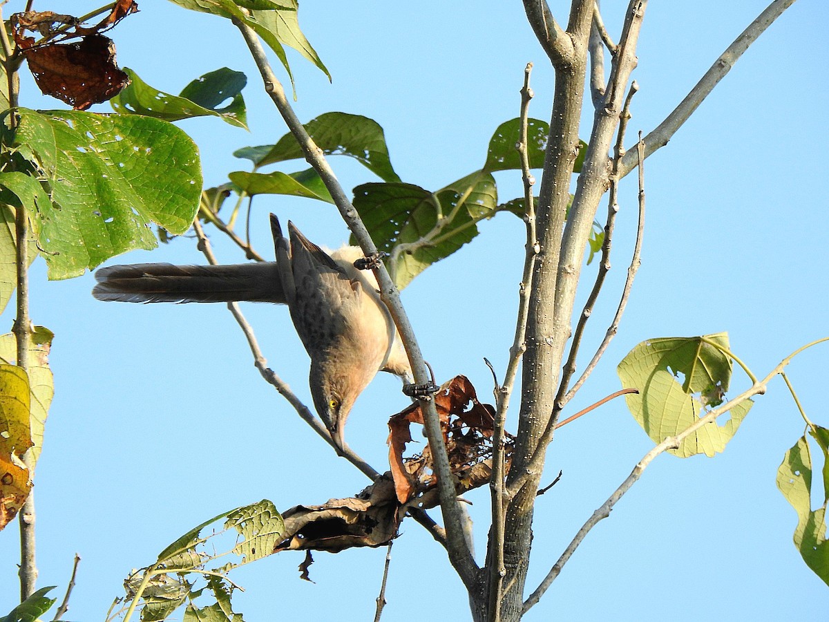 Large Gray Babbler - ML645095100
