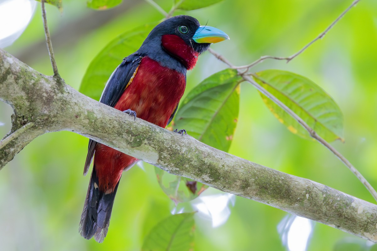 Black-and-red Broadbill (Black-and-red) - ML645095101