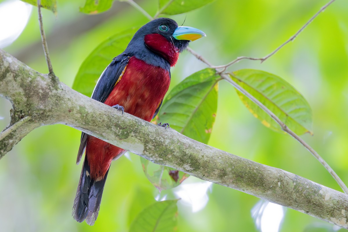 Black-and-red Broadbill (Black-and-red) - ML645095102