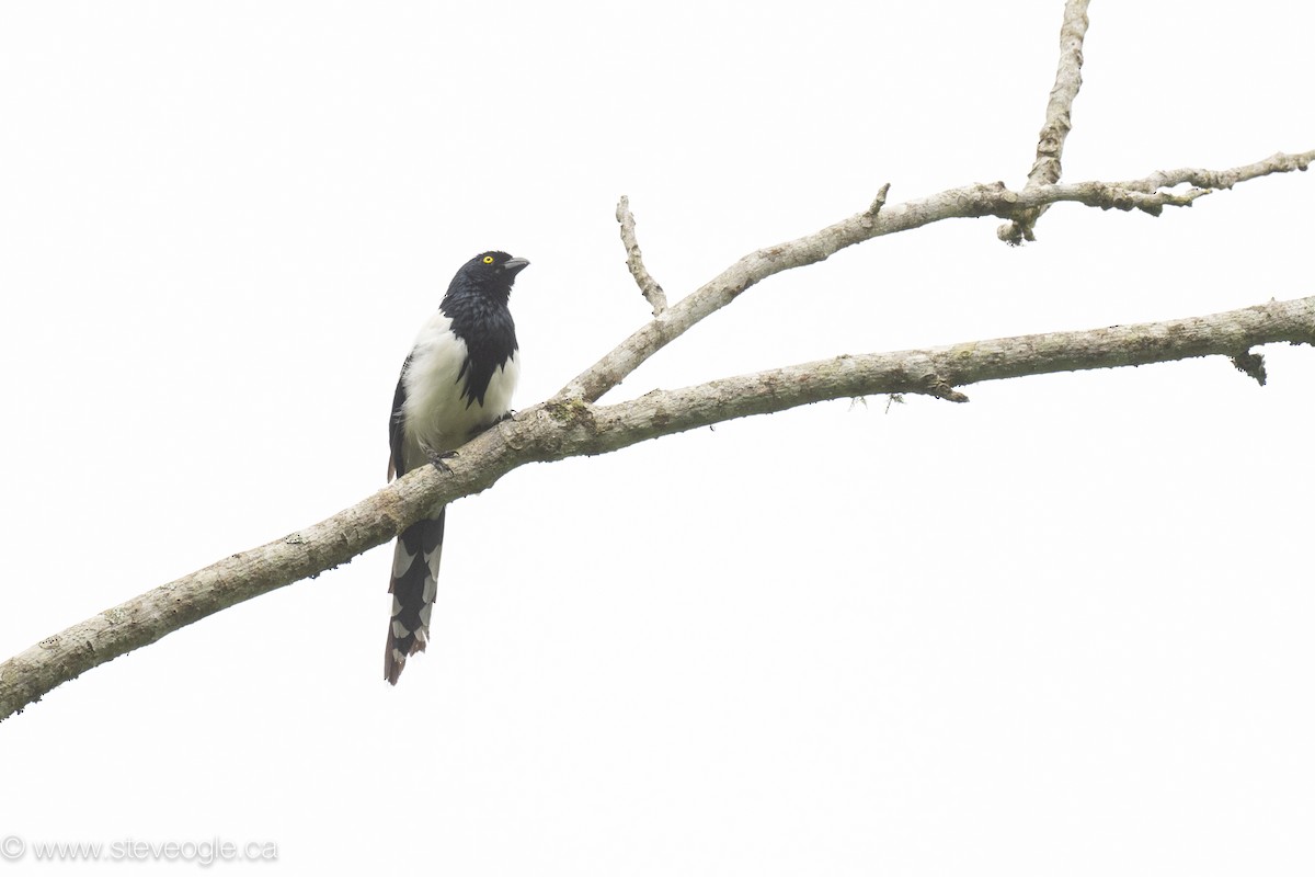 Magpie Tanager - ML645095103