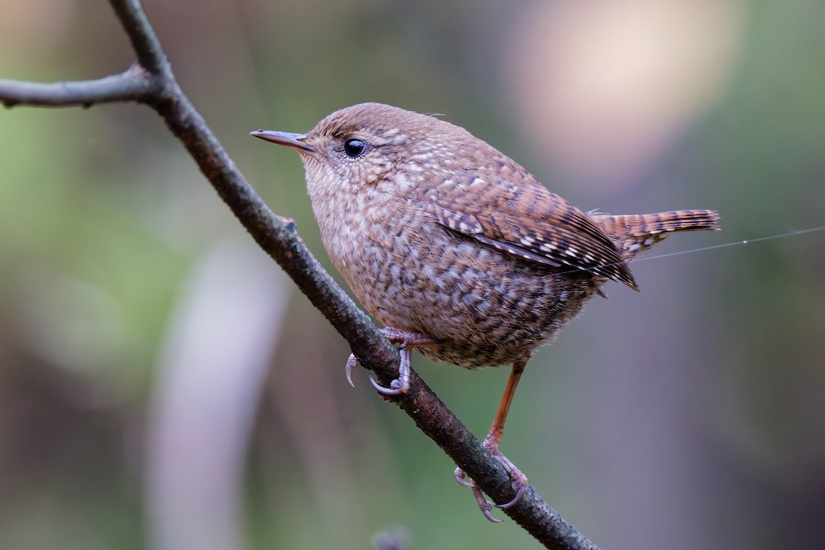 Winter Wren - ML645095105