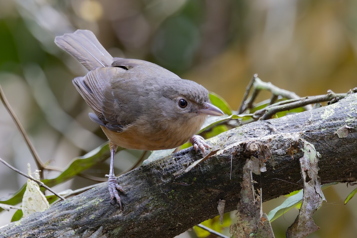 Little Shrikethrush (Rufous) - ML645095107