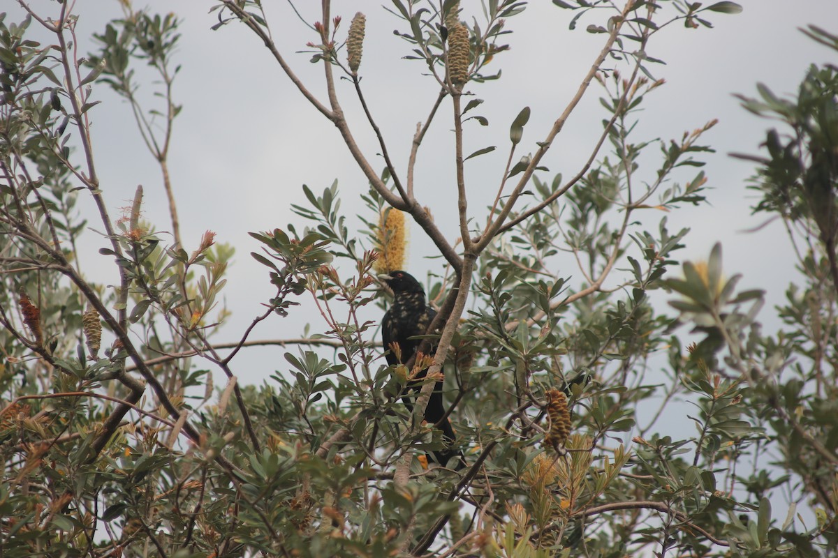 Pacific Koel (Australian) - ML645095108