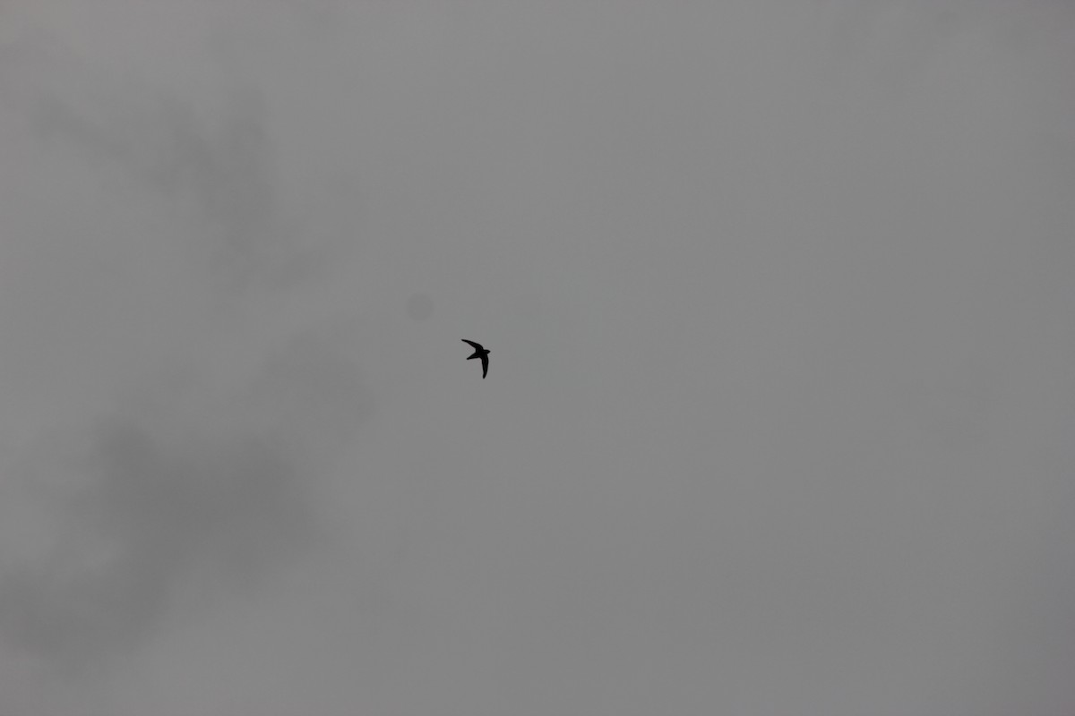 White-throated Needletail - ML645095109