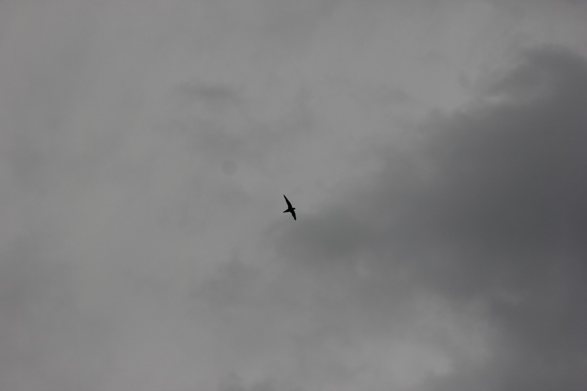 White-throated Needletail - ML645095110