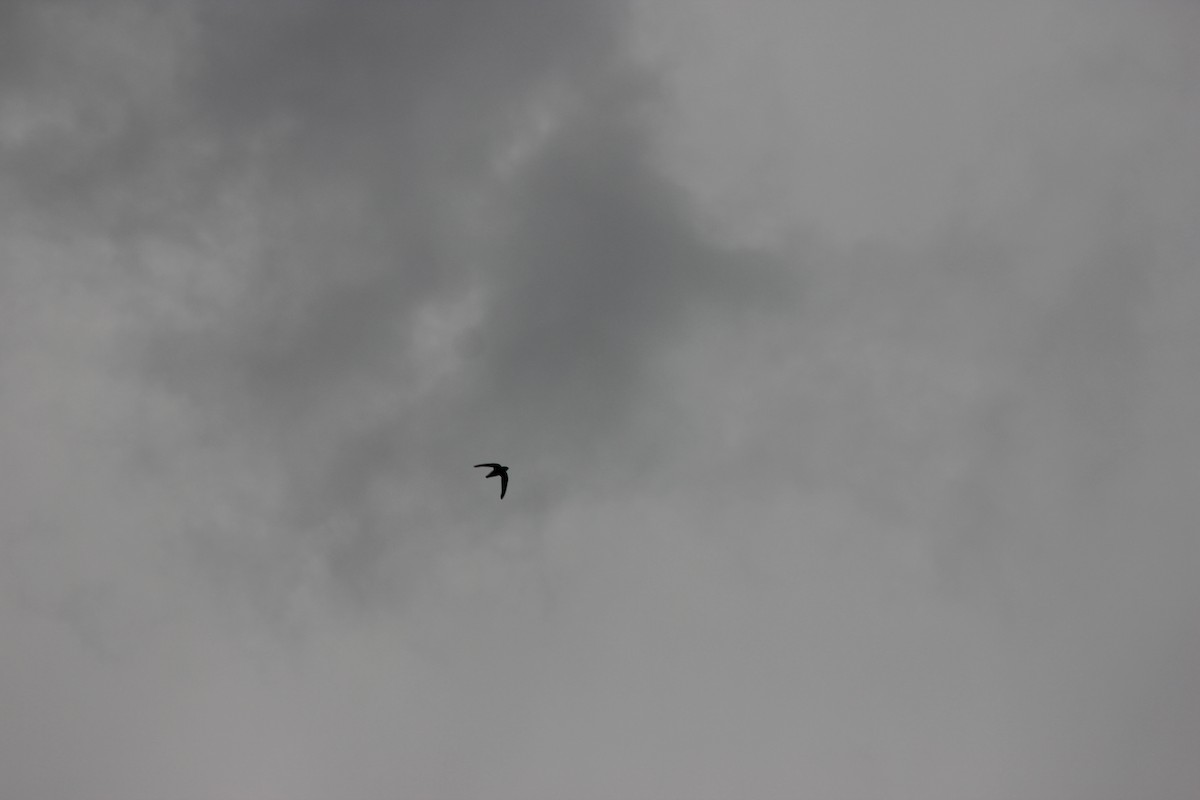 White-throated Needletail - ML645095111