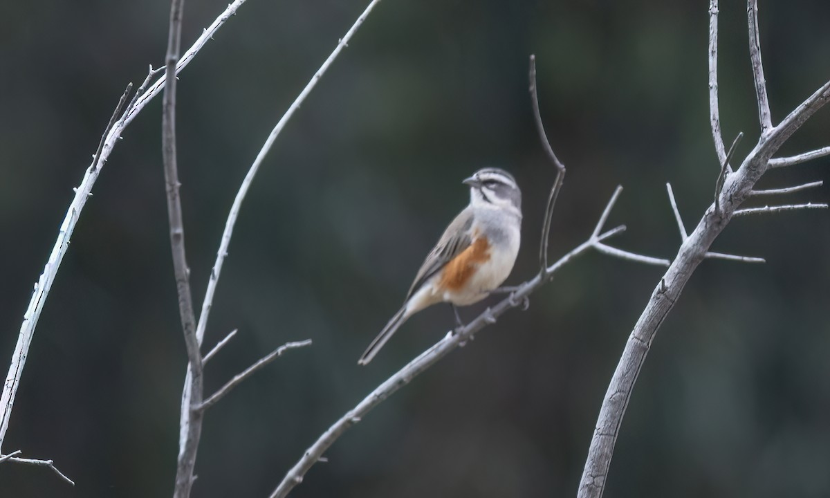 Rufous-sided Warbling Finch - ML645095116