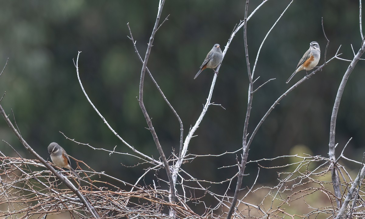 Rufous-sided Warbling Finch - ML645095117