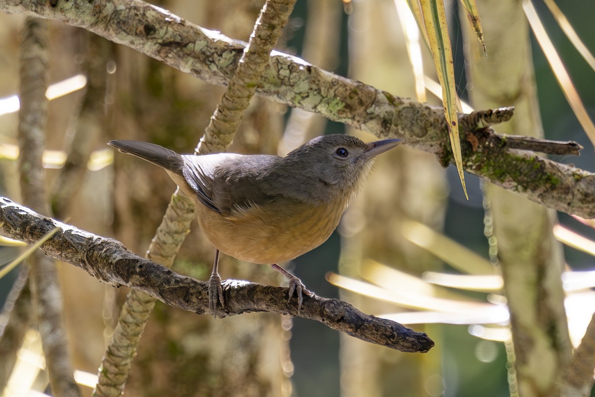 Little Shrikethrush (Rufous) - ML645095118