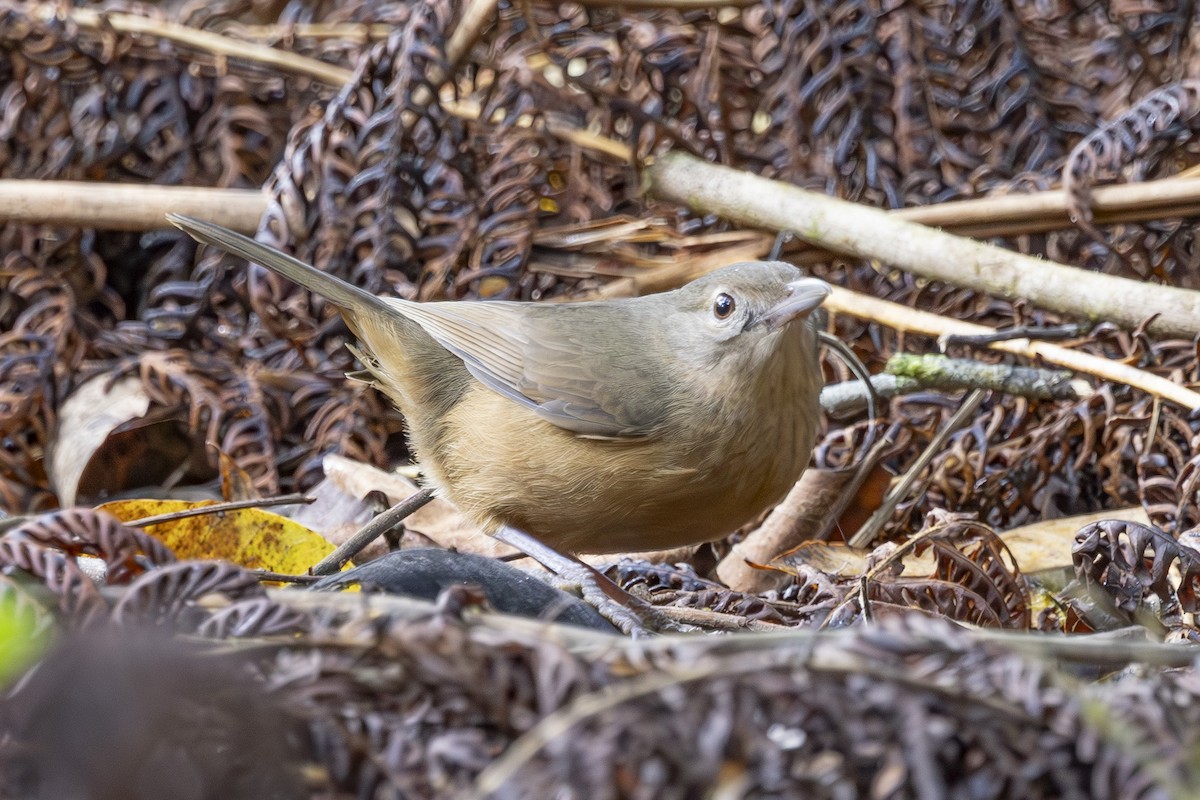 Little Shrikethrush (Rufous) - ML645095119
