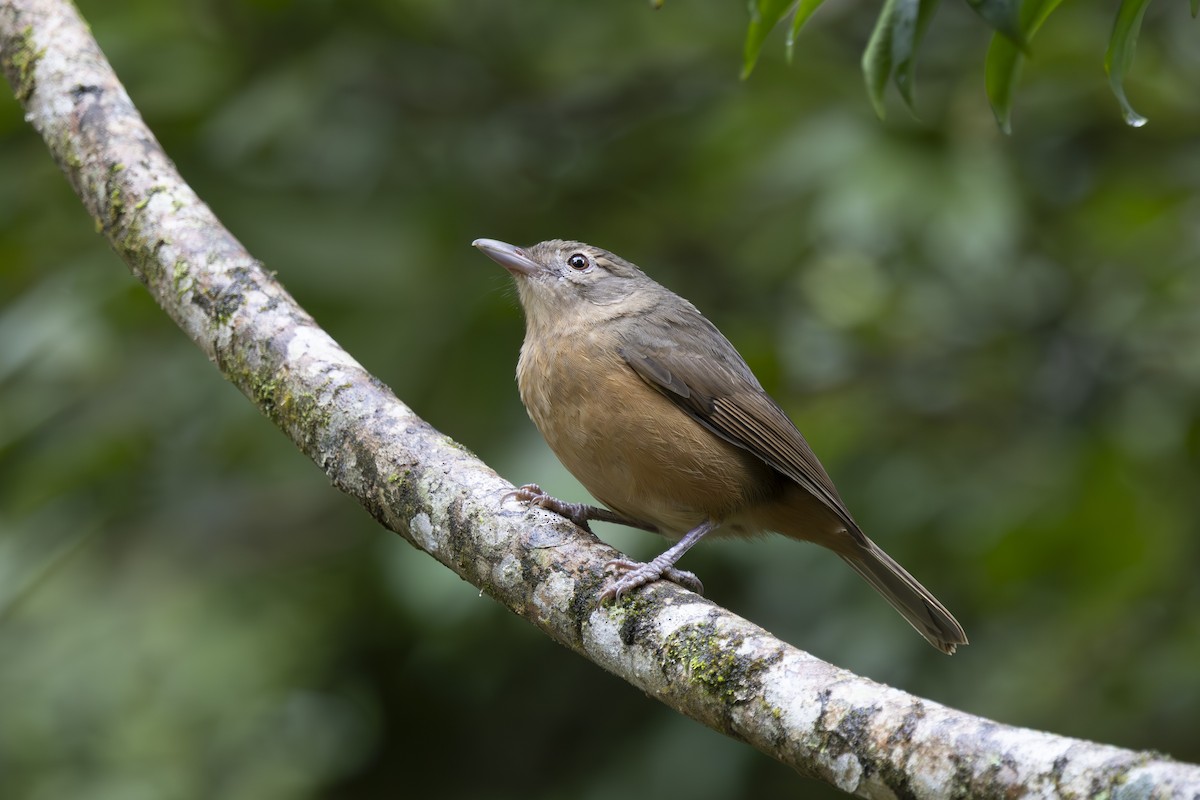 Little Shrikethrush (Rufous) - ML645095120