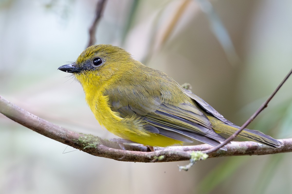 Bornean Whistler - ML645095121