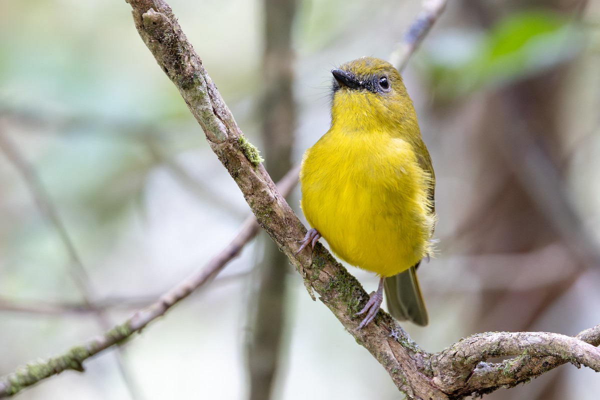 Bornean Whistler - ML645095122