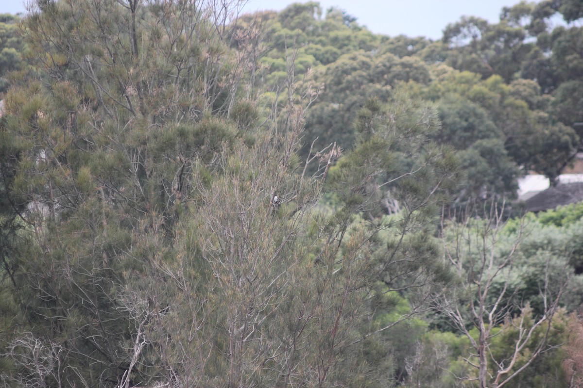 White-winged Triller - ML645095123