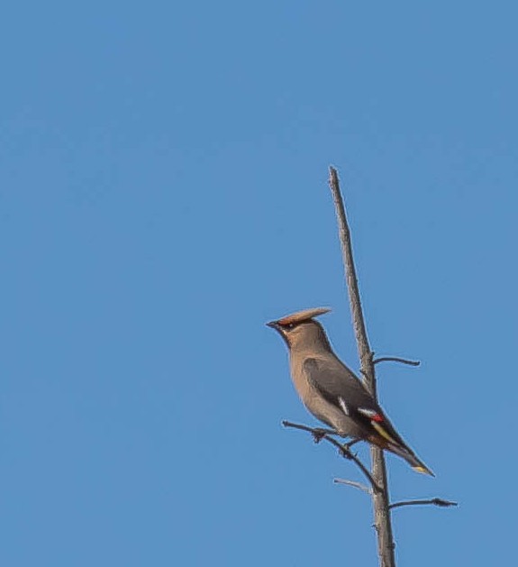 Bohemian Waxwing - ML645095124