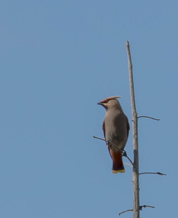 Bohemian Waxwing - ML645095125