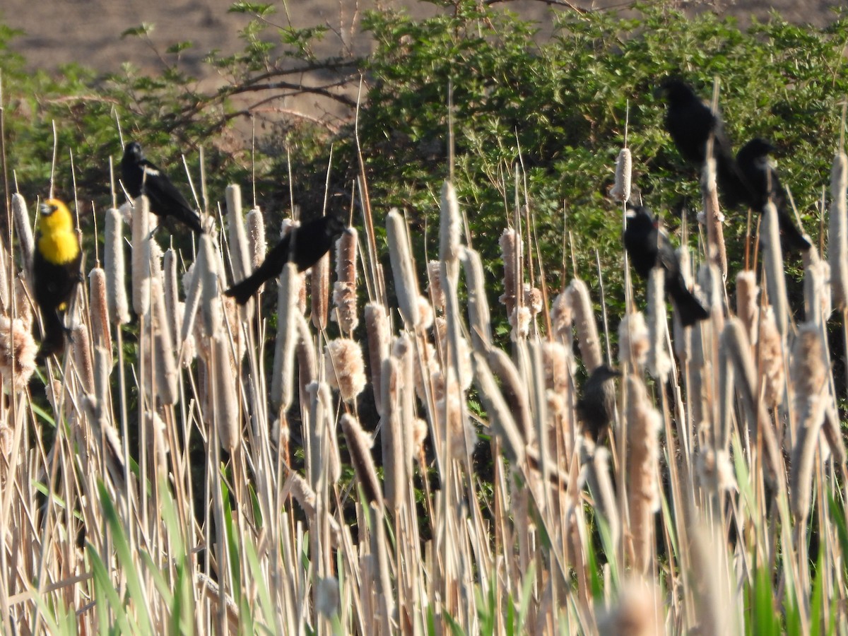 Tricolored Blackbird - ML645095126