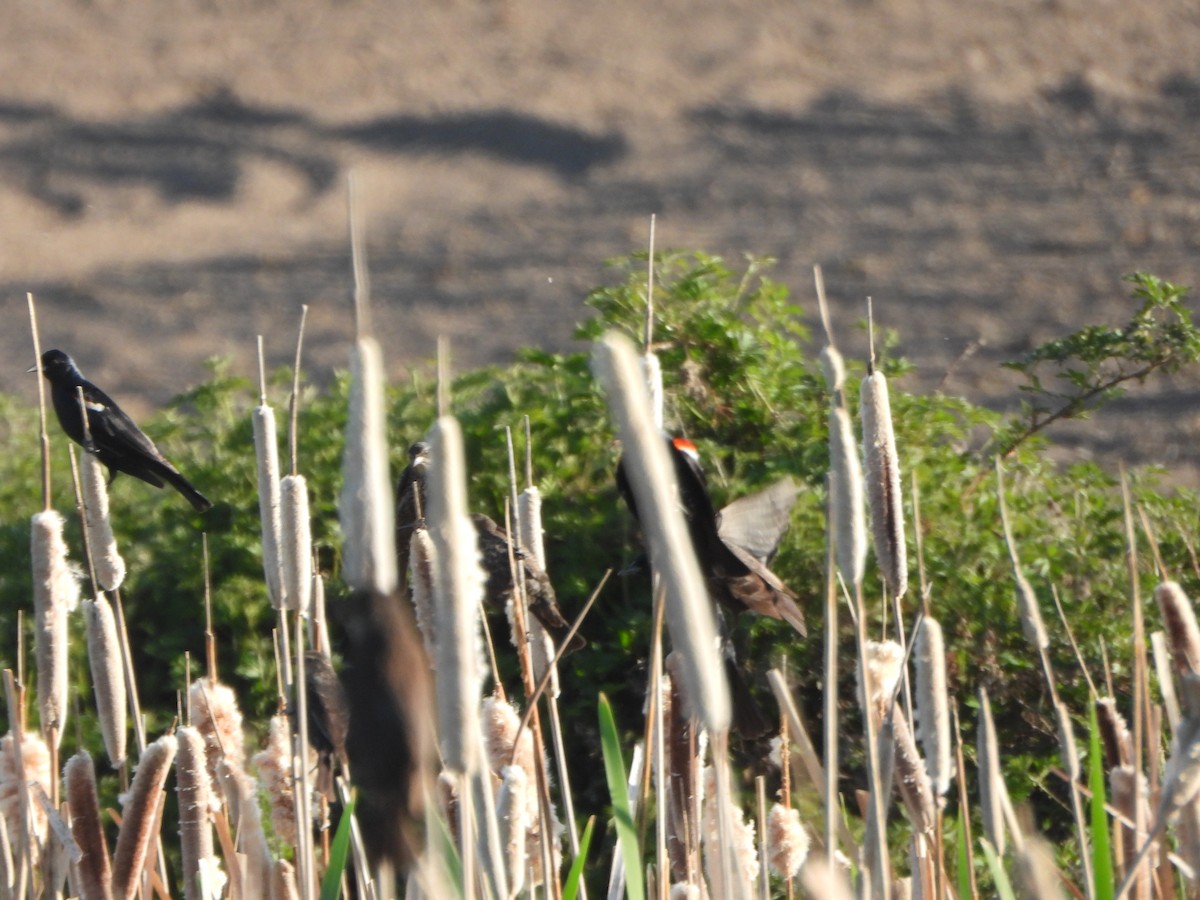 Tricolored Blackbird - ML645095127