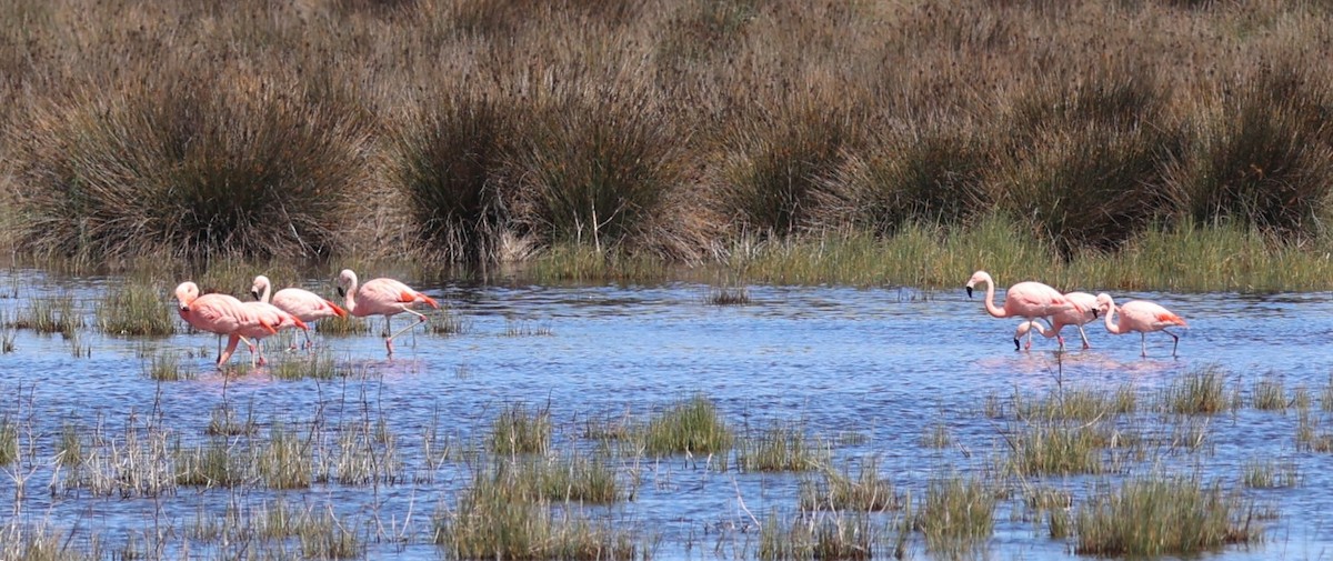 Chilean Flamingo - ML645095129
