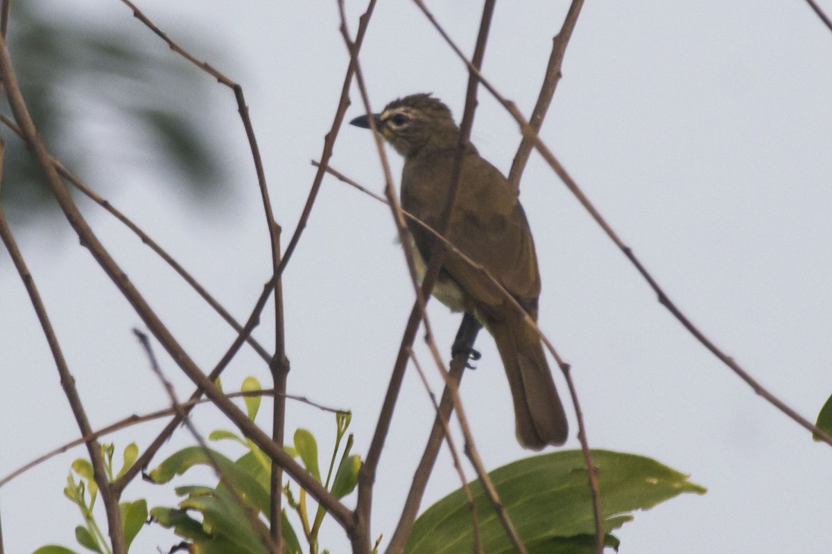 White-browed Bulbul - ML645095131