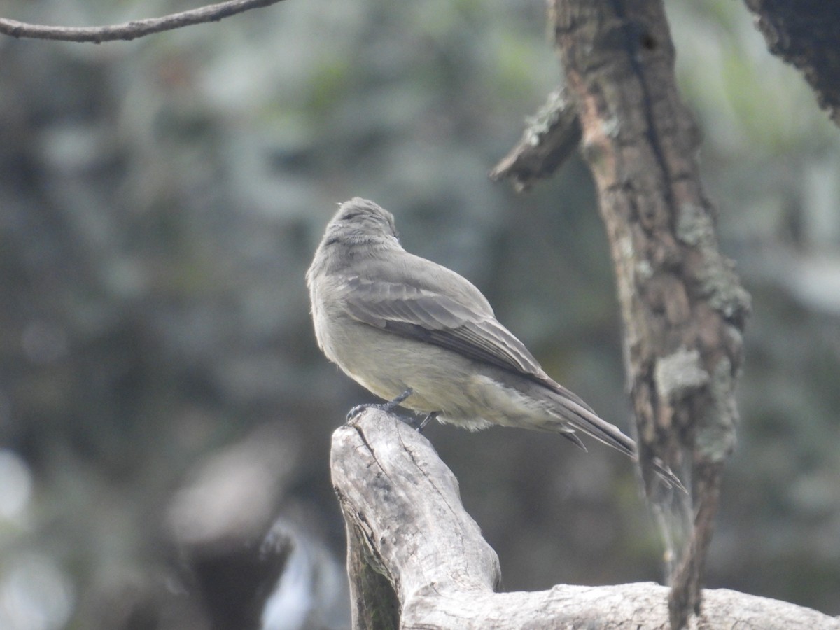 Greater Pewee - ML645095142