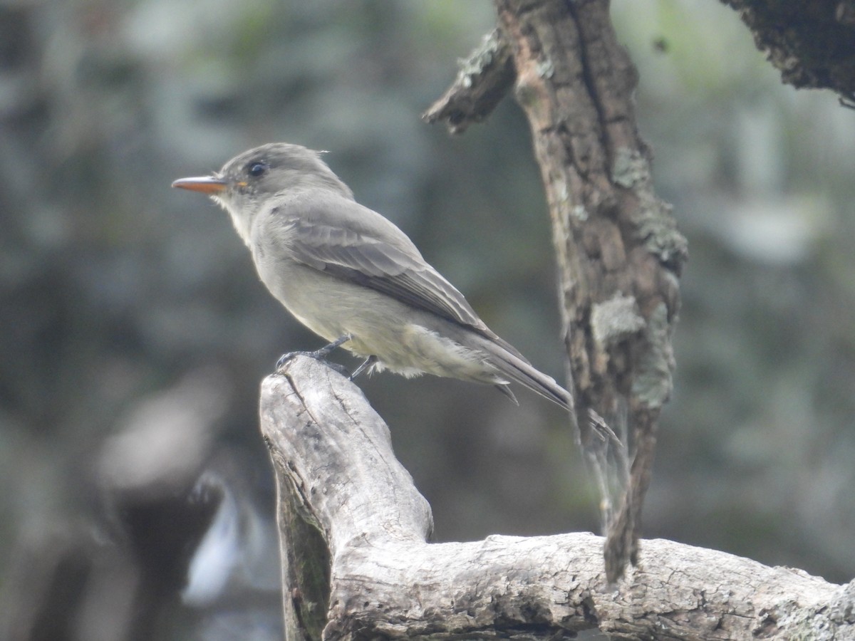 Greater Pewee - ML645095143