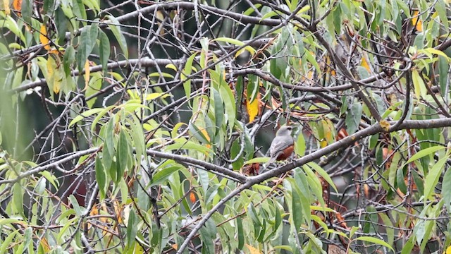 Танагра велика - ML645095160