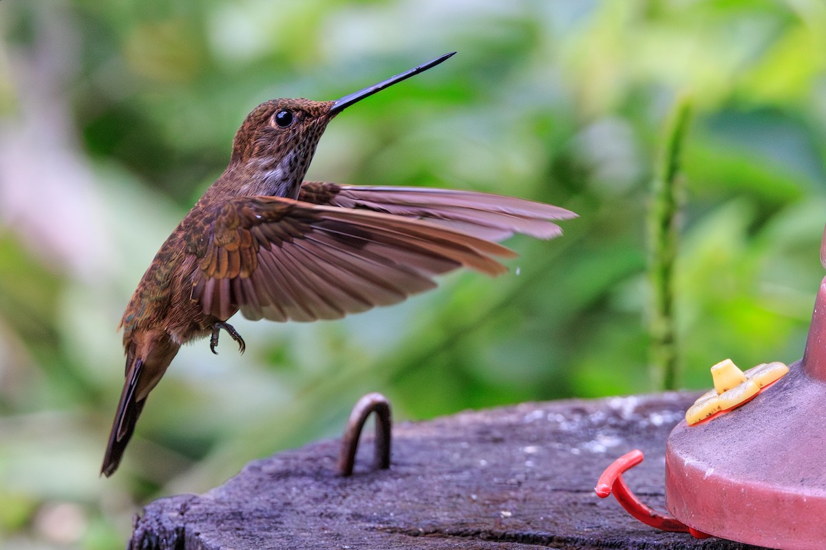 Bronzy Inca - ML645095162