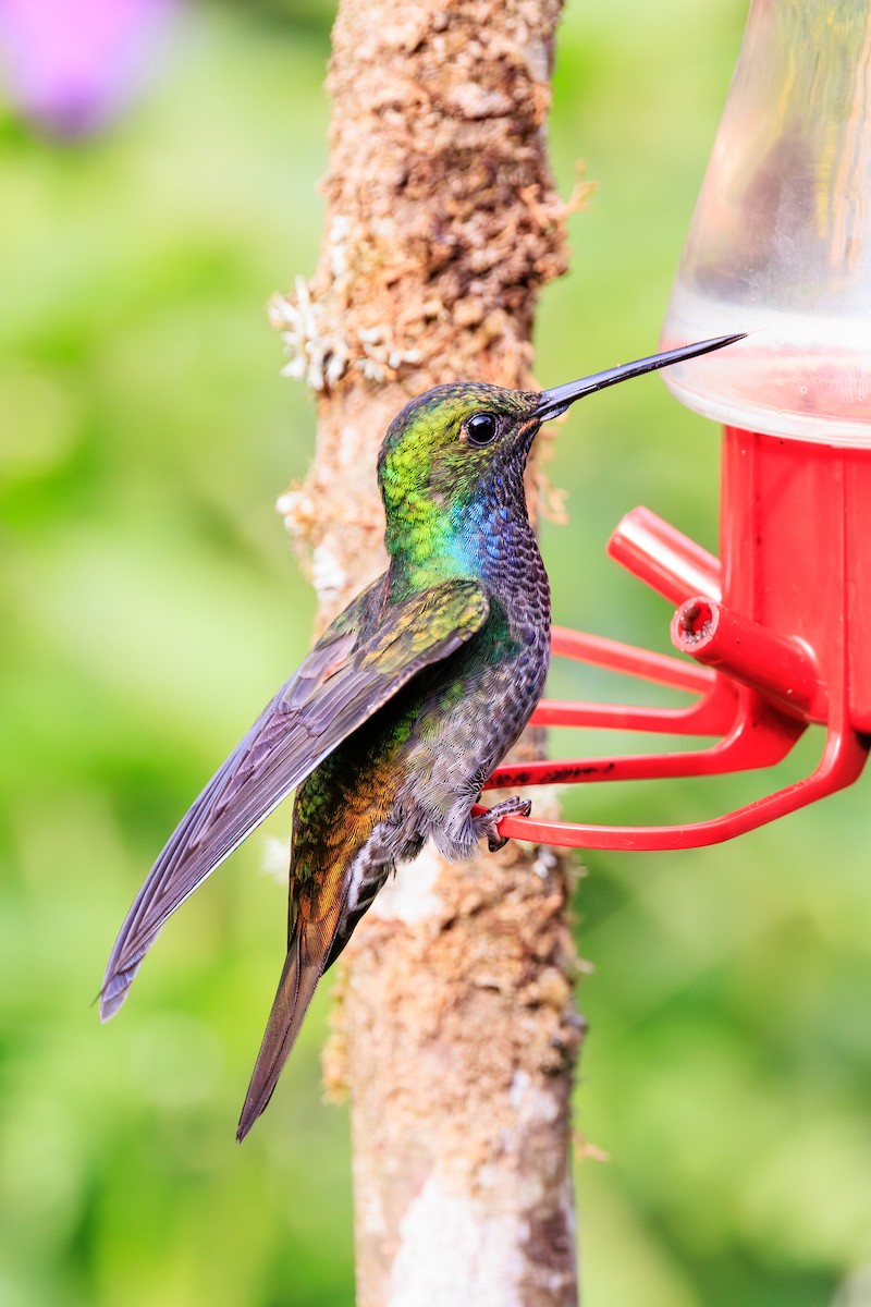 Green-backed Hillstar - ML645095166