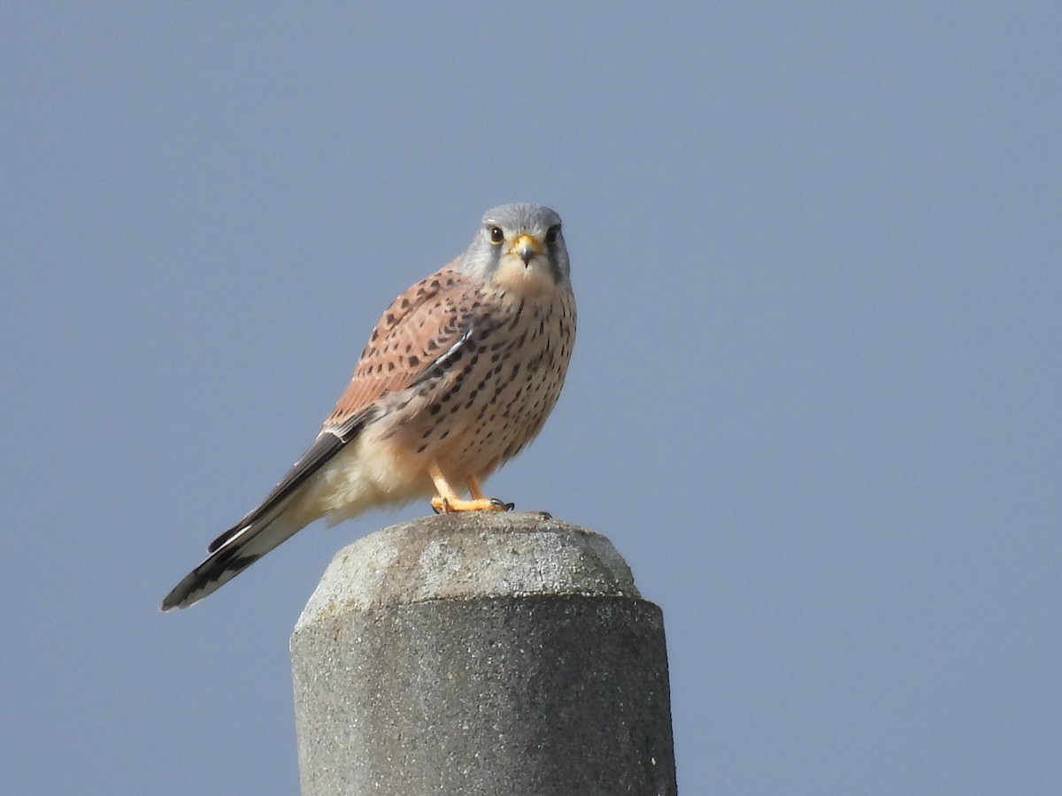 Eurasian Kestrel - ML645095168