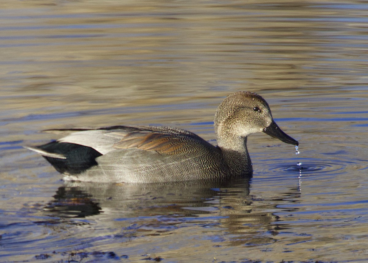 Canard chipeau - ML645095174