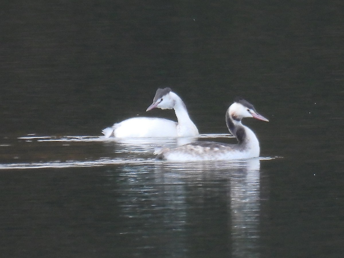 Great Crested Grebe - ML645095179