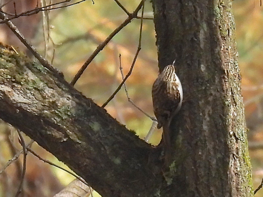 Eurasian Treecreeper - ML645095184