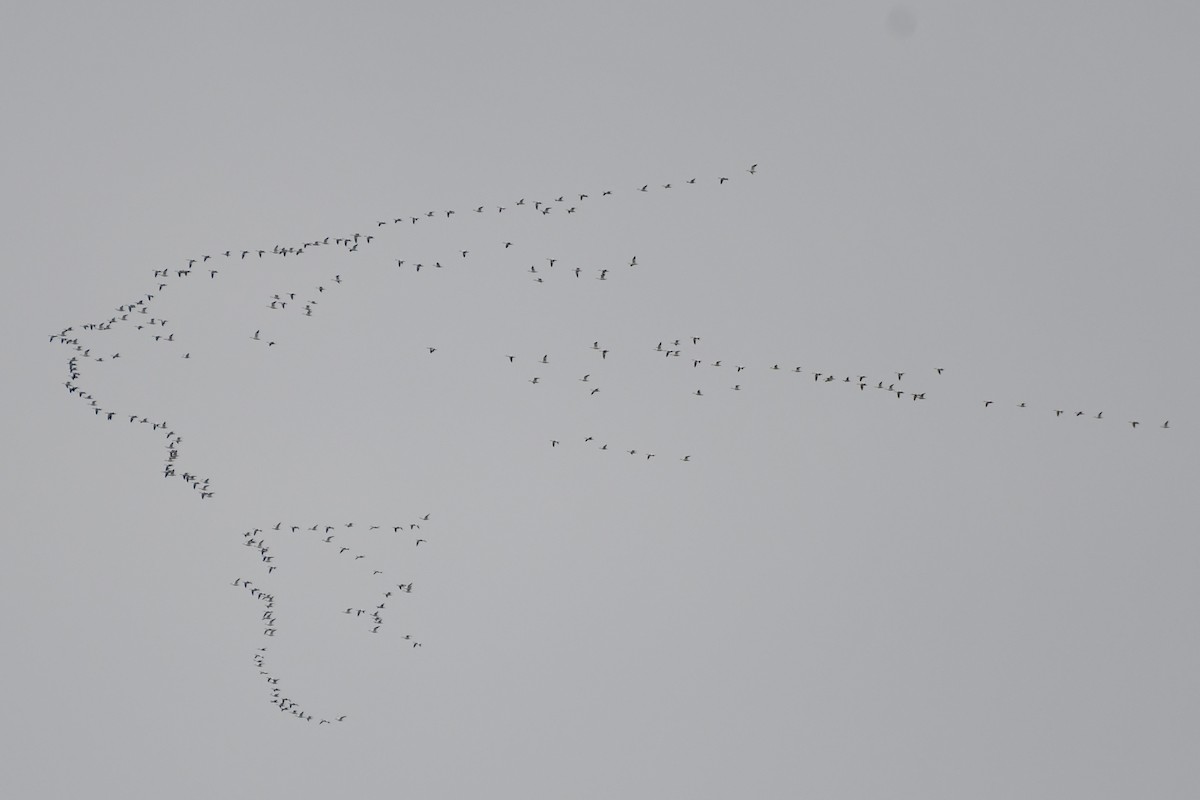 Snow Goose - ML645095205