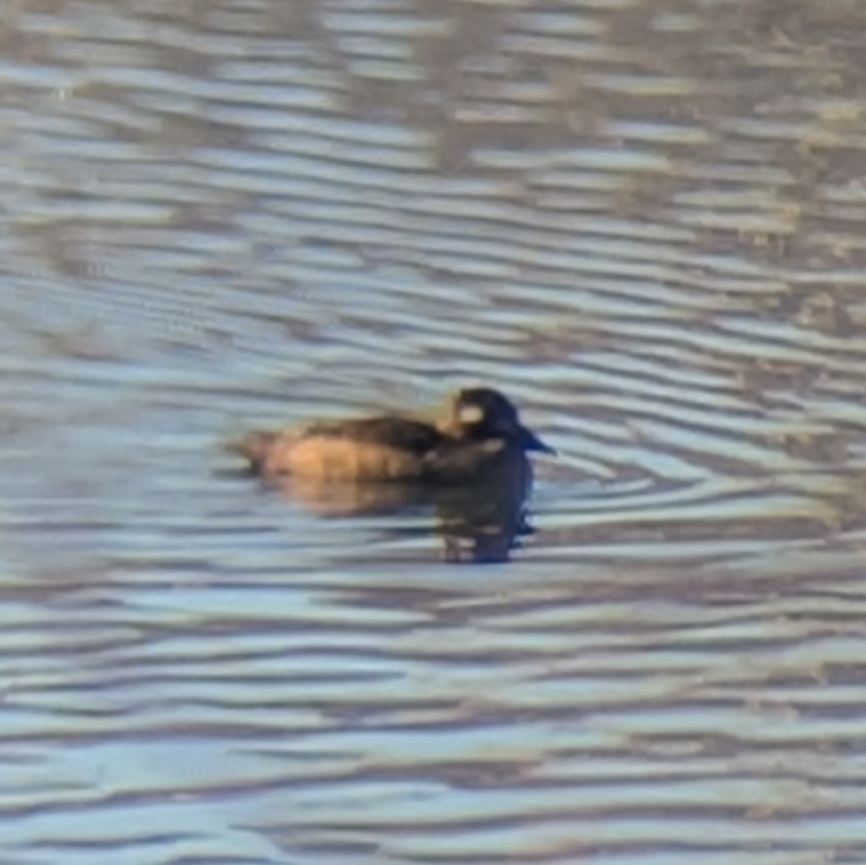 White-winged Scoter - ML645095233