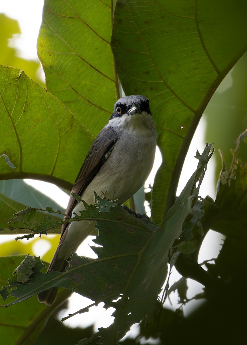 Large Woodshrike - ML645095239