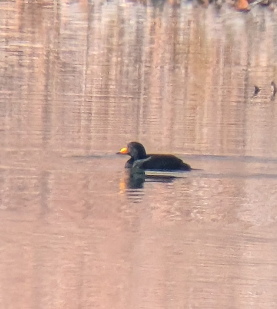 Black Scoter - ML645095240
