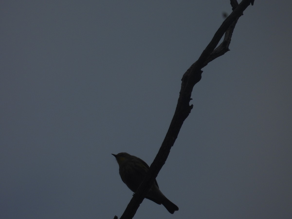 Yellow-rumped Warbler - ML645095257