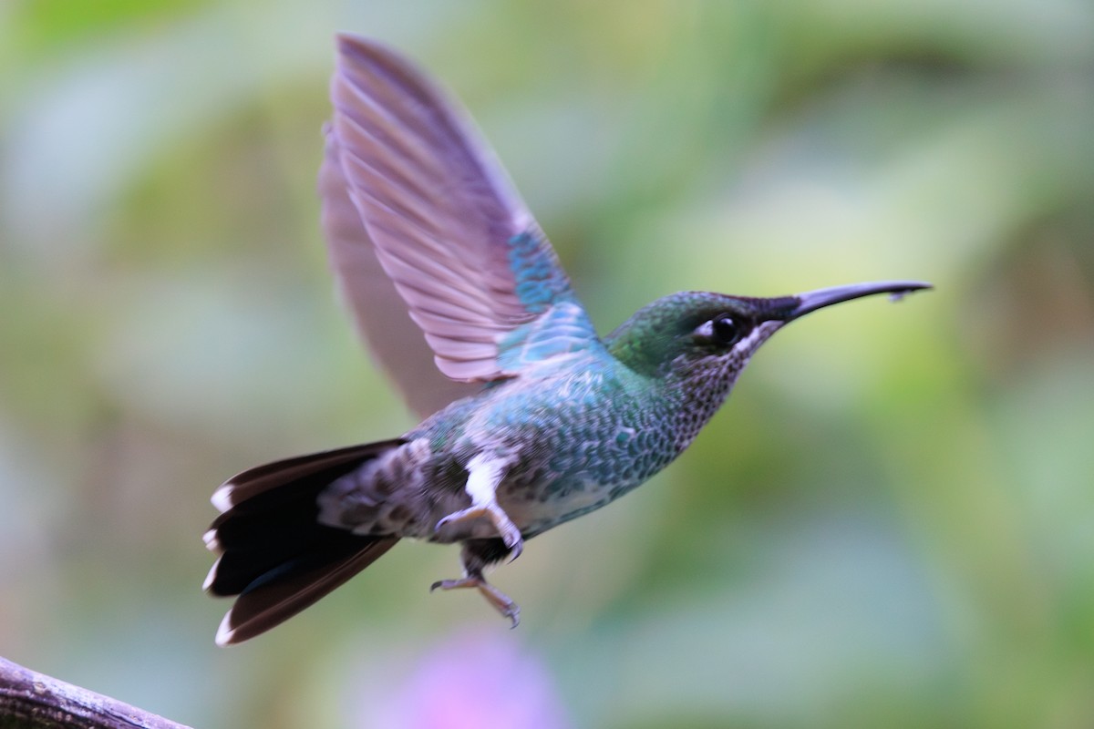 Violet-fronted Brilliant - ML645095258