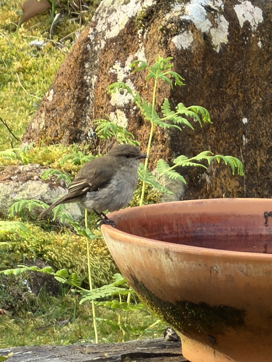 Королець брунатний - ML645095261