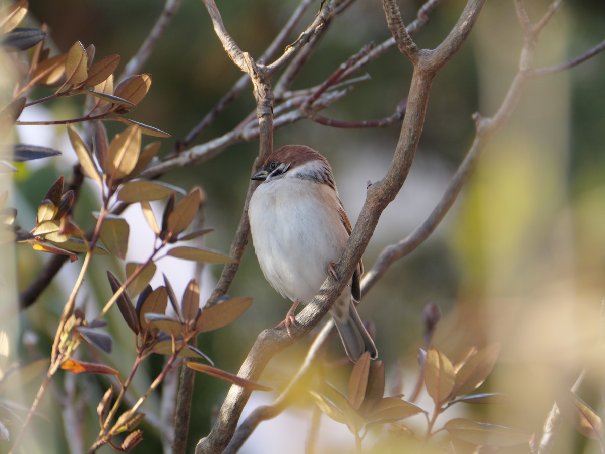 Ağaç Serçesi - ML645095262