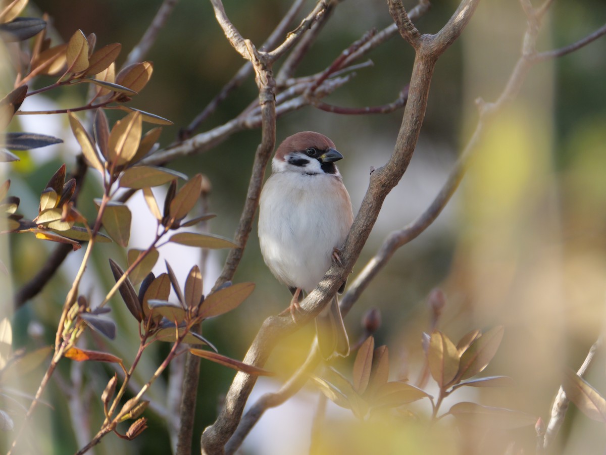 Ağaç Serçesi - ML645095263