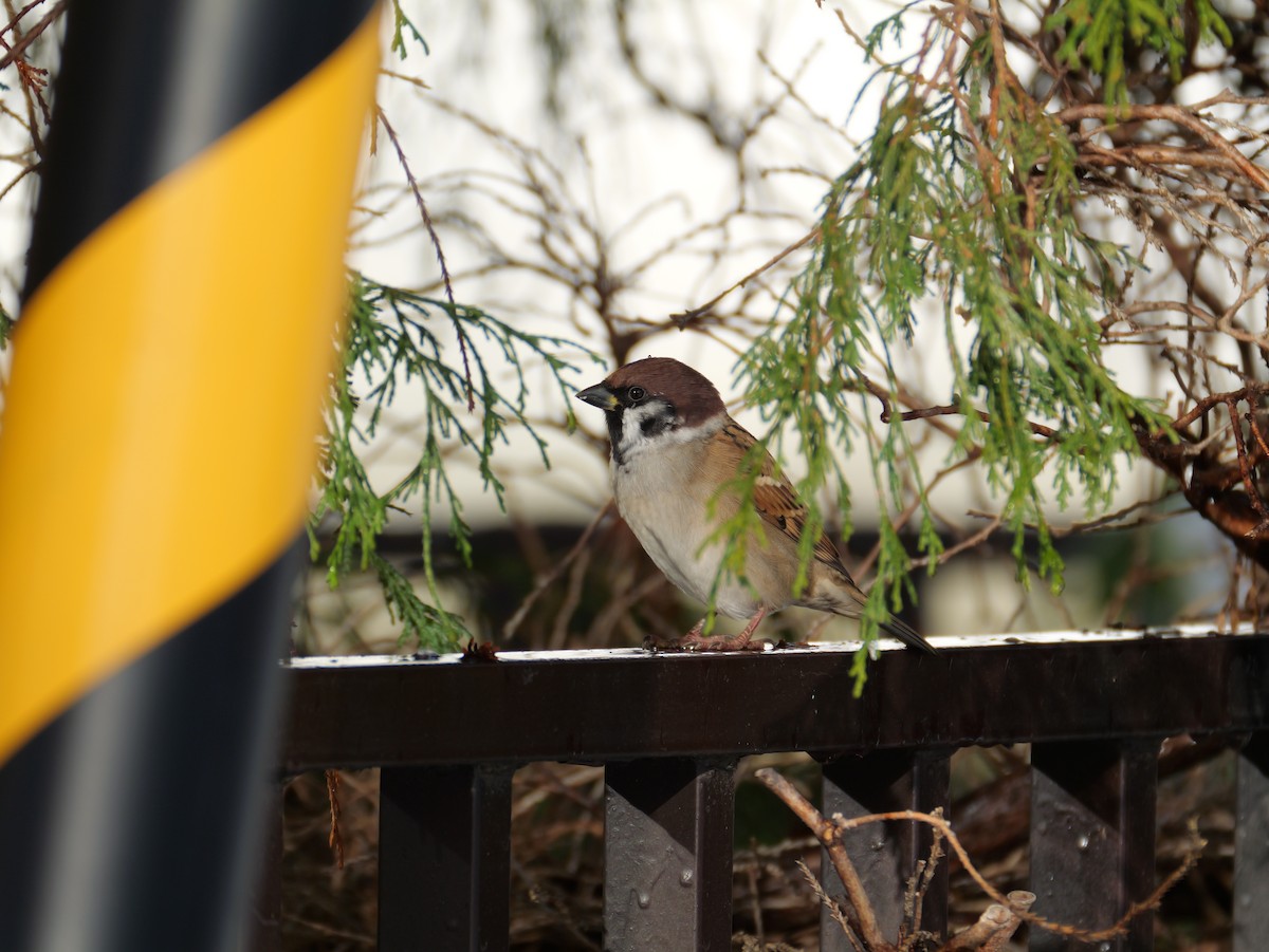 Ağaç Serçesi - ML645095264