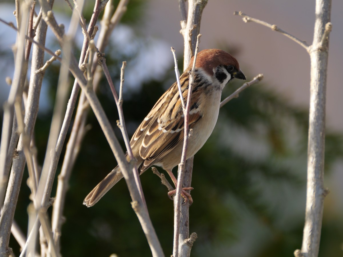 Ağaç Serçesi - ML645095265