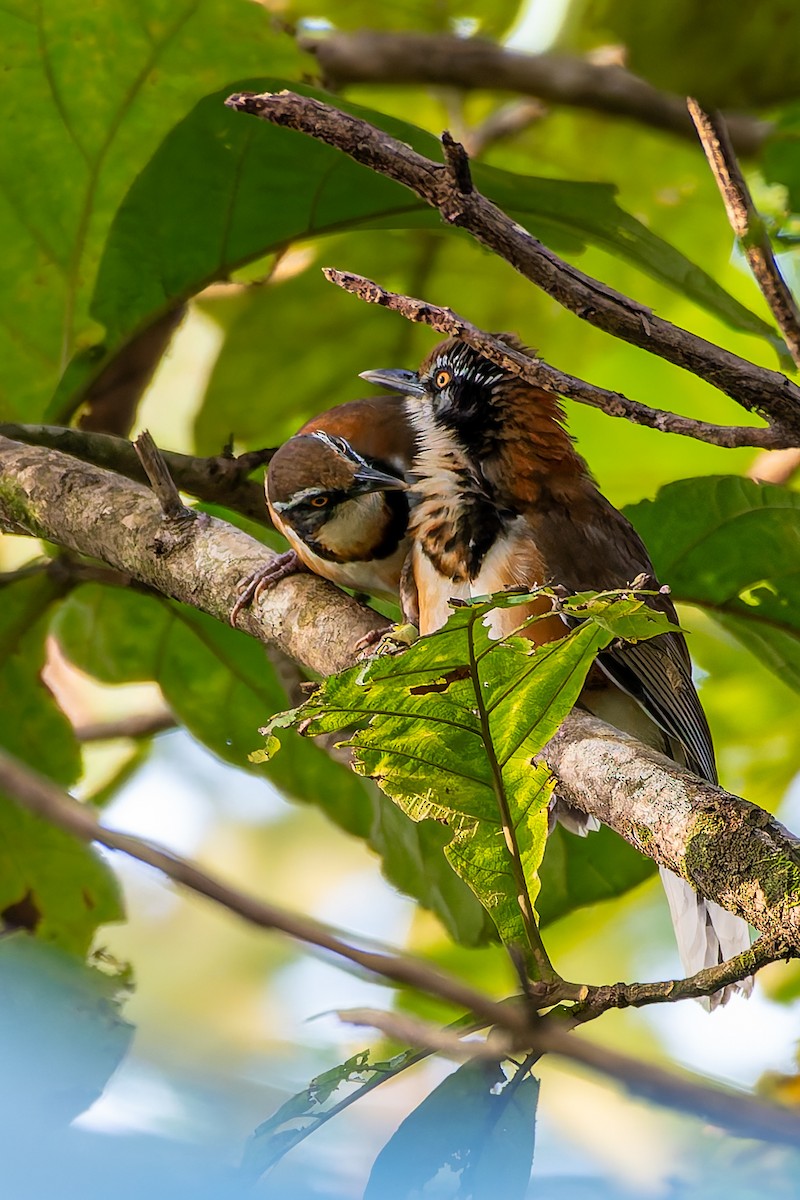 Lesser Necklaced Laughingthrush - ML645095279