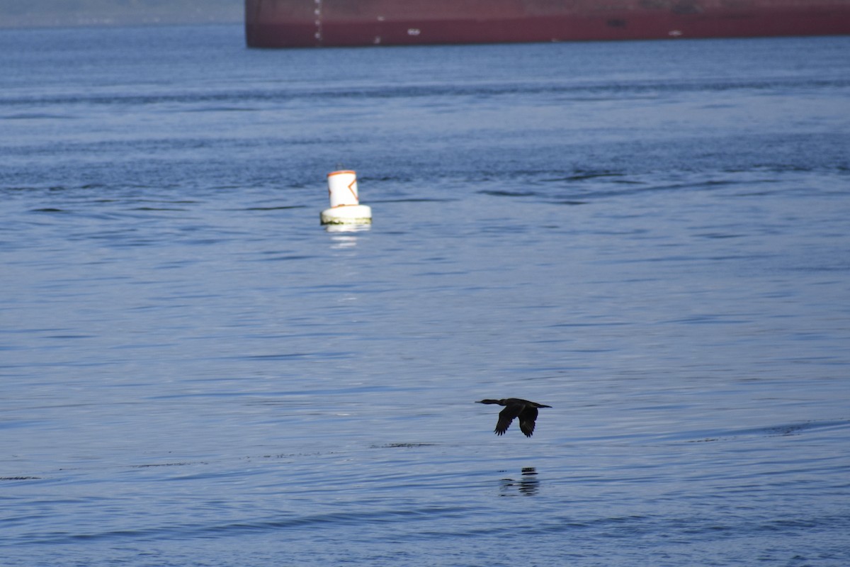 Cormoran à aigrettes - ML645095329