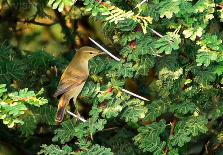 Lezkari zalapartaria - ML645095330