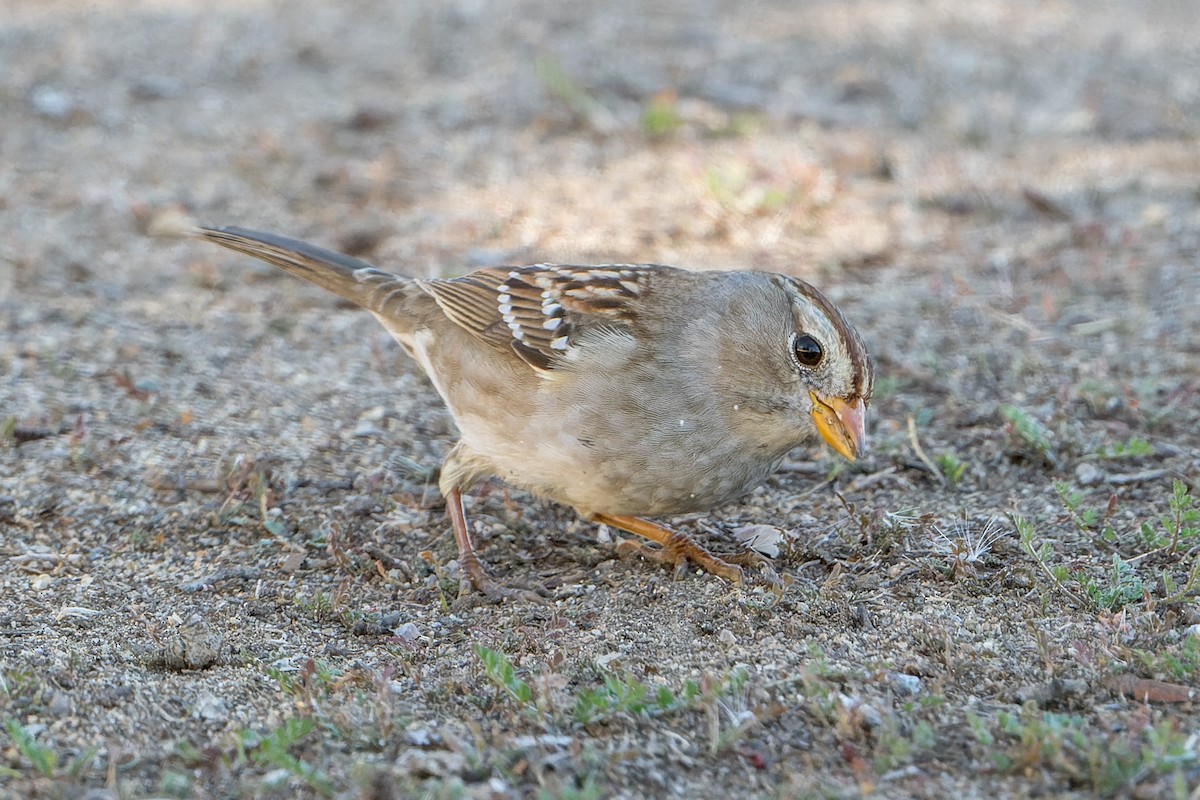 Porsuk Serçesi - ML645095351